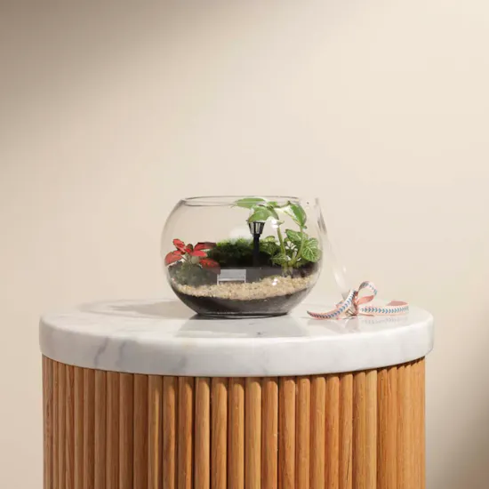 Nature's Harmony Terrarium