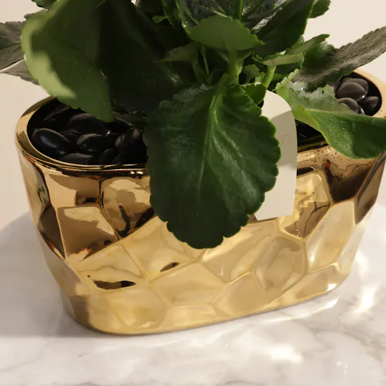 Delight White Kalanchoe Plant