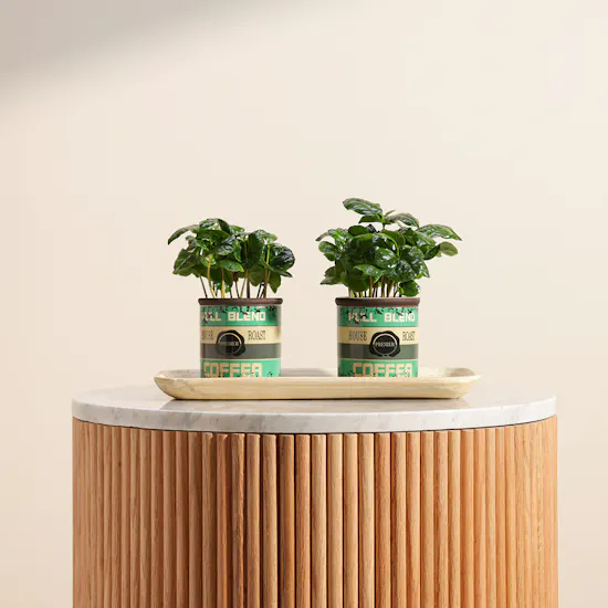 Special Coffea Arabica Plant