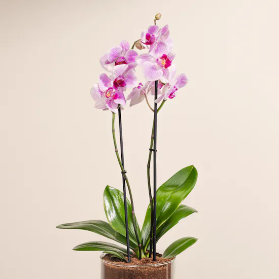 Orchid Hejj Mabror Plant