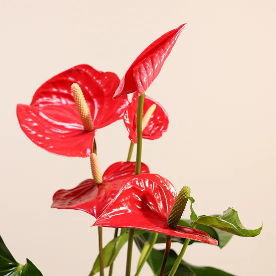 Red Anthurium | Glass Pot