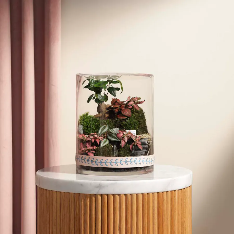 Ficus Bonsai Garden | Closed Terrarium  6