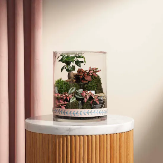 Ficus Bonsai Garden | Closed Terrarium