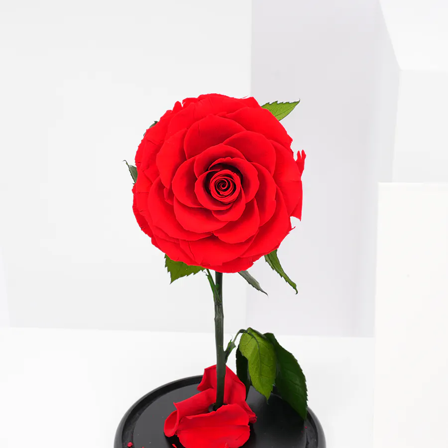 Abucci Chocolate Box | Everlasting Red Rose 6