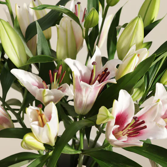 Feminine Muse Lily Vase