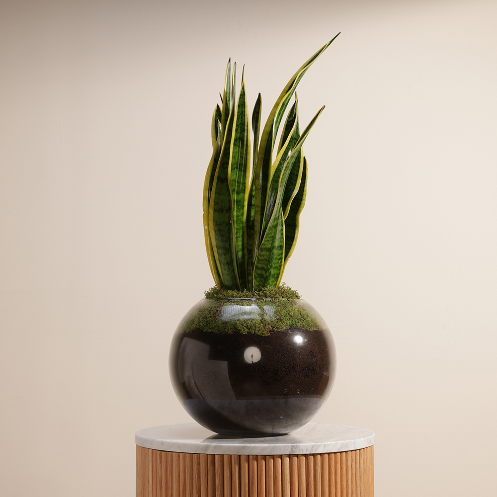 Sansevieria Laurentii