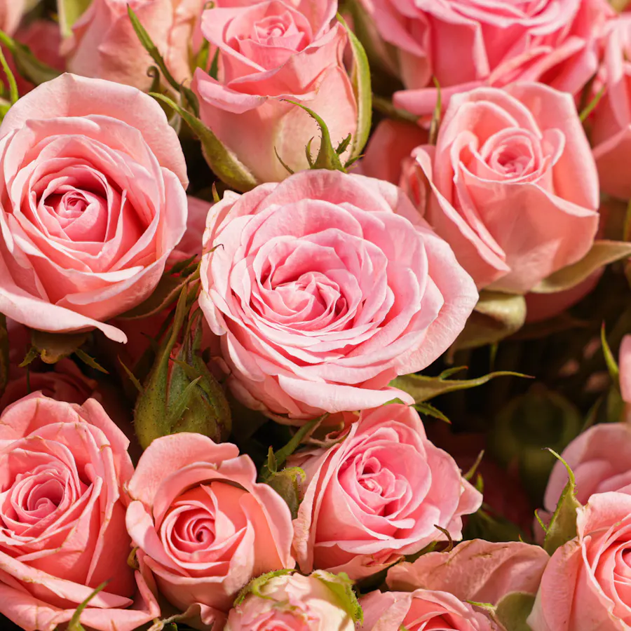 Forever Pink | Baby Roses 3