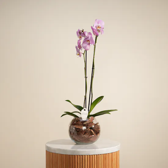 Royal Purple Orchid Plant