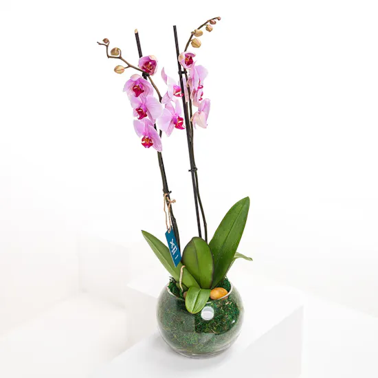 PinkSingle Orchid | Fishbowl Glass Pot