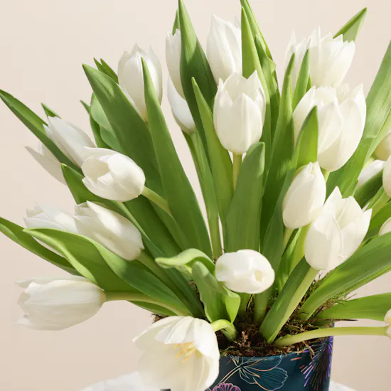 Festive White Tulip Box | 30 Flowers