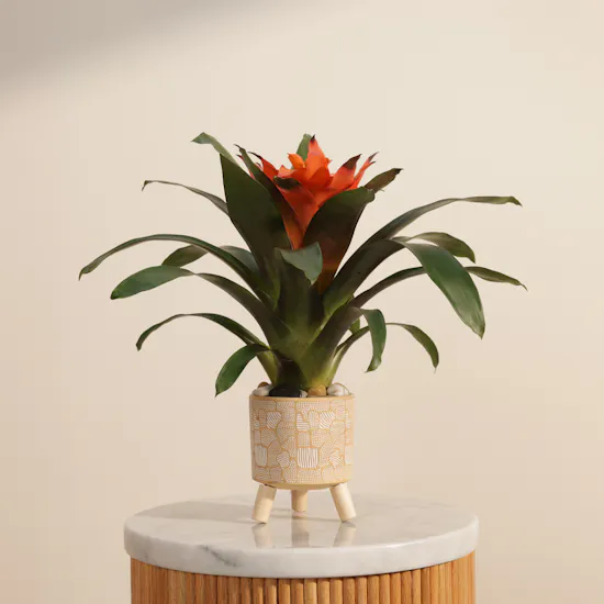 Joyful Orange Guzmania Plant