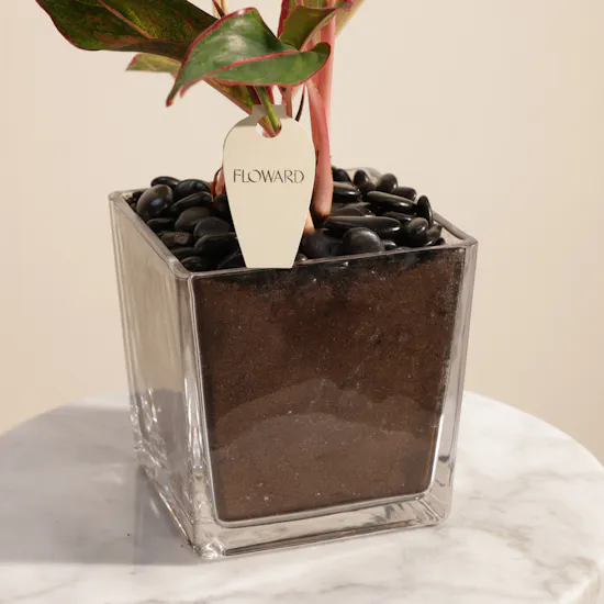 Eid Fiery Red Aglaonema Plant