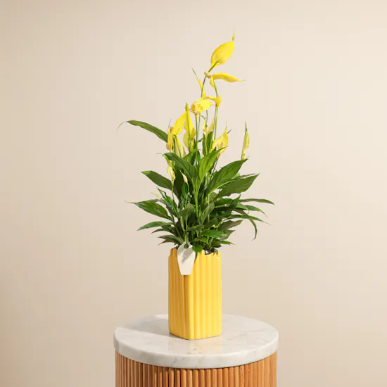 Elegant Yellow Spathiphyllum Plant