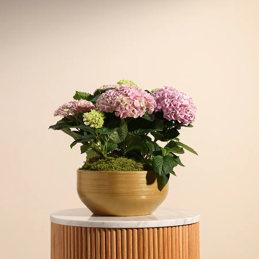 Hydrangea Garden 1