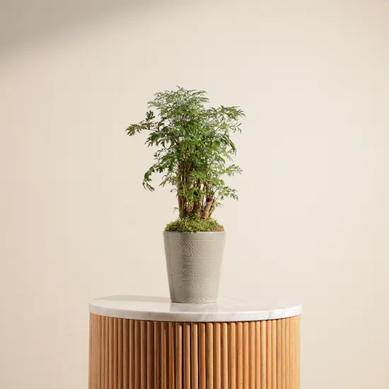 Polyscias Plant