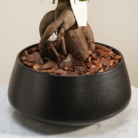 Sculpted Roots Bonsai Plant