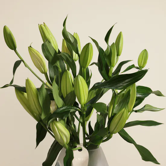 Calm Radiance Lily Vase