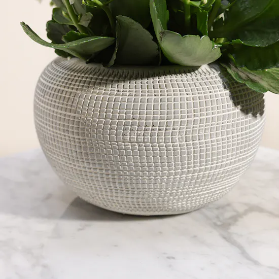 White Kalanchoe