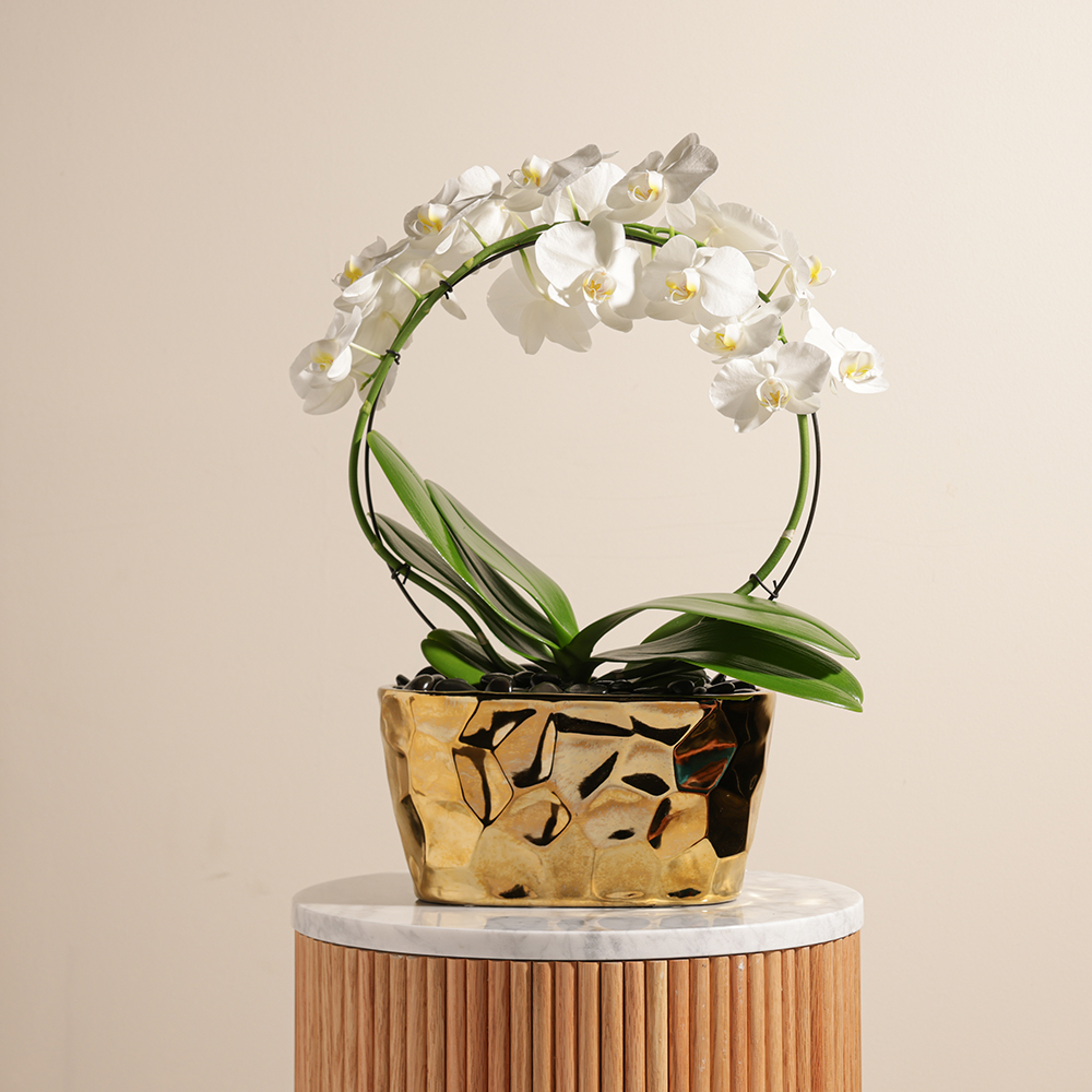  White Phalaenopsis Pot 