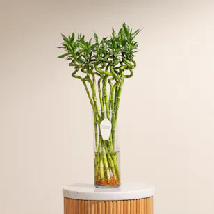 Bamboo Plant Vase | 12 Lucky Bamboos