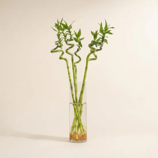 Bamboo Plant Vase | 5 Lucky Bamboo