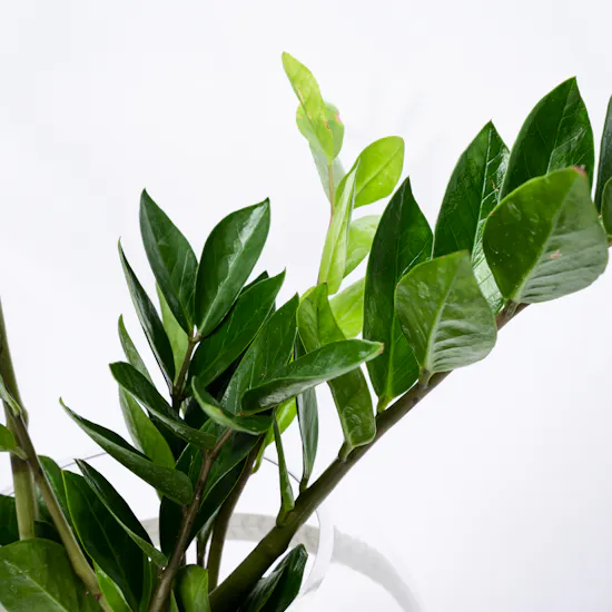 Green Zamia | Glass Bowl