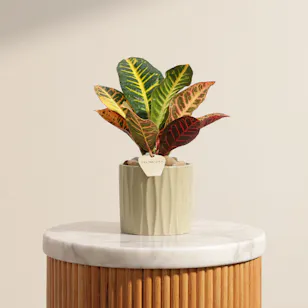 Glam Codiaeum Petra Palnt