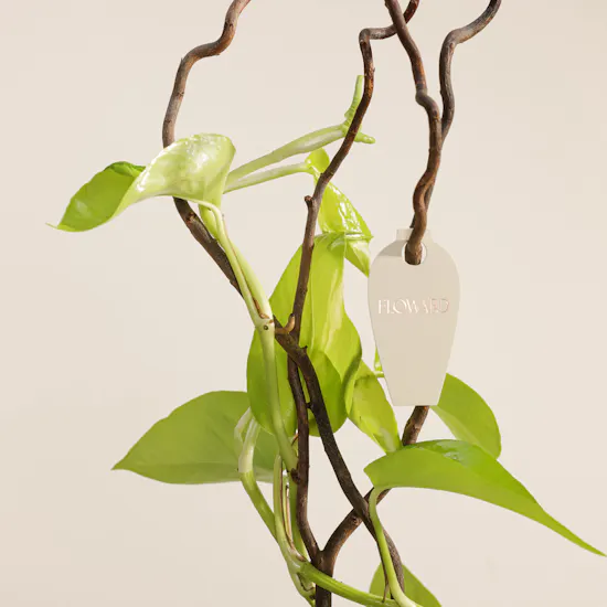 Green Philodendron Plant