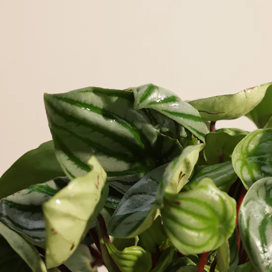 Iconic Peperomia Watermelon Plant
