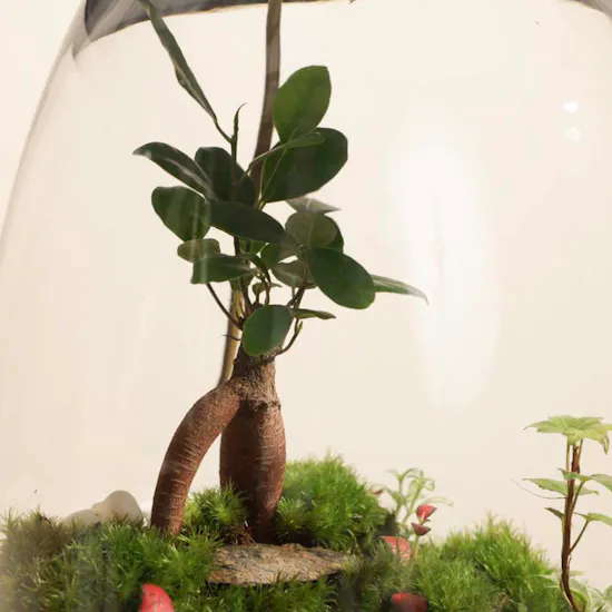 Nano Garden Closed Lamp Terrarium