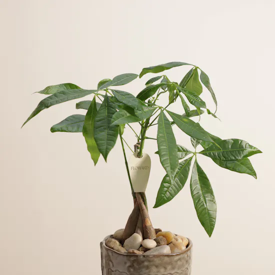 Curated Pachira Plant