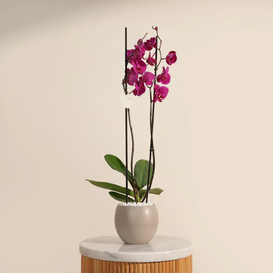 Elegant Purple Phalaenopsis Plant