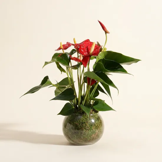 Charming Red Anthurium Plant