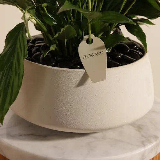 Trio Purple Spathiphyllum Plants