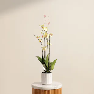 Delicate Yellow Phalaenopsis Orchid Eid Plant