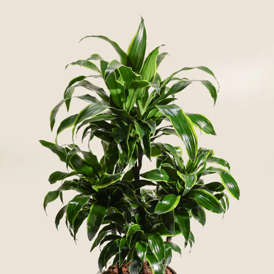Big Lush Dracaena Dorado Plant