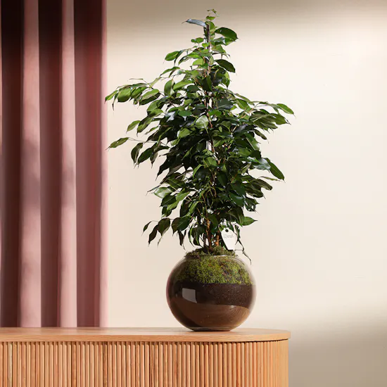 Ficus Benjamina Danielle