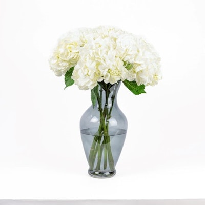 White Hydrangeas | Glass Vase