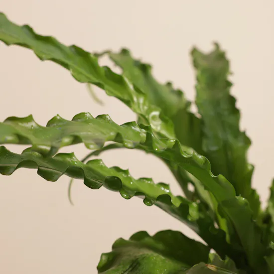 Emerald Asplenium Osaka Plant