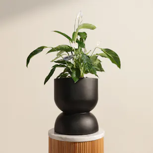 Light Spathiphyllum Bingo Plant