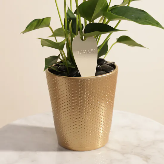 Fancy White Anthurium Plant
