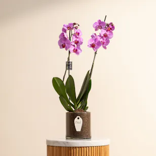 Magical Pink Orchid Plant