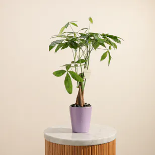 Enchanting Green Pachira Plant