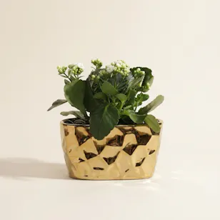 Delight White Kalanchoe Plant Delight White Kalanchoe Plant