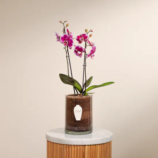 Purple Orchid Plant Pot