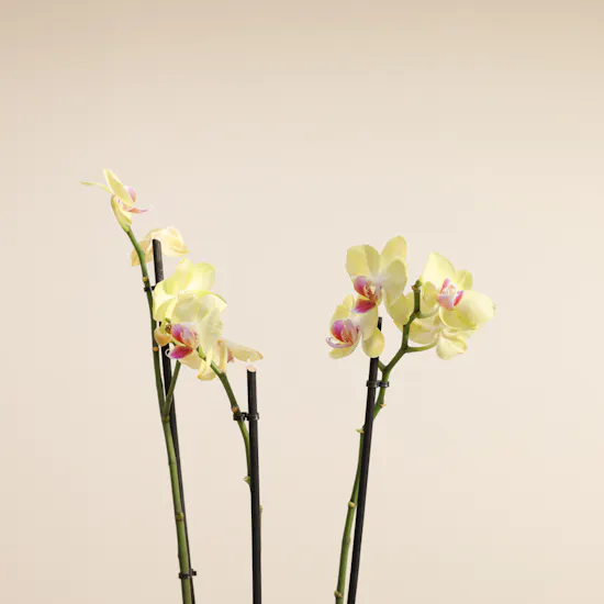 Joyful Tall Yellow Phalaenopsis Plant