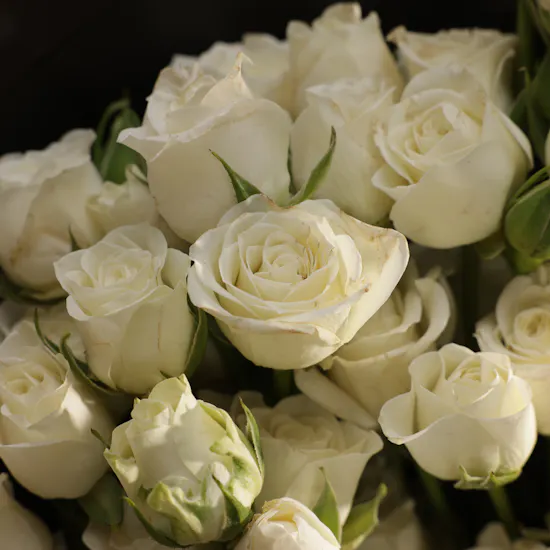 Striking Purity Flower Bouquet | 25 Flowers