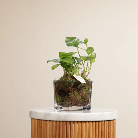 Epipremnum Pinnatum Aureum Plant