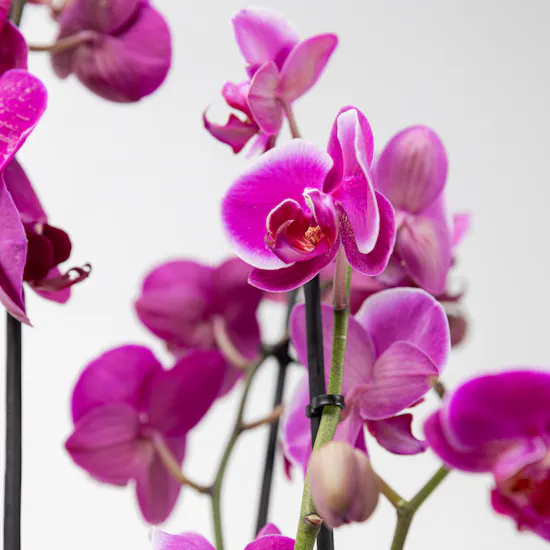 Purple Orchid Plant | Basket