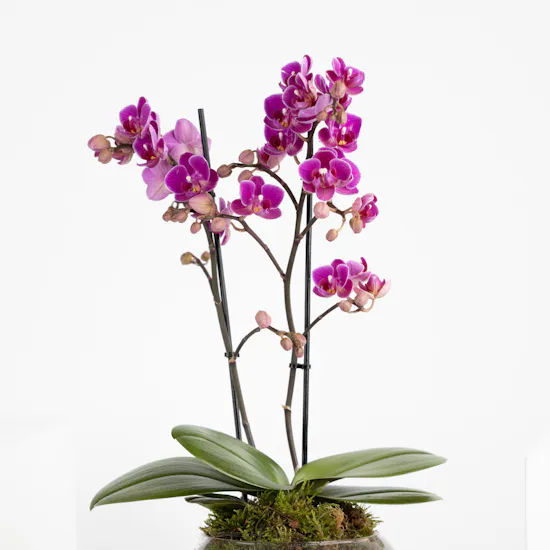 Purple Mini Orchids Plant